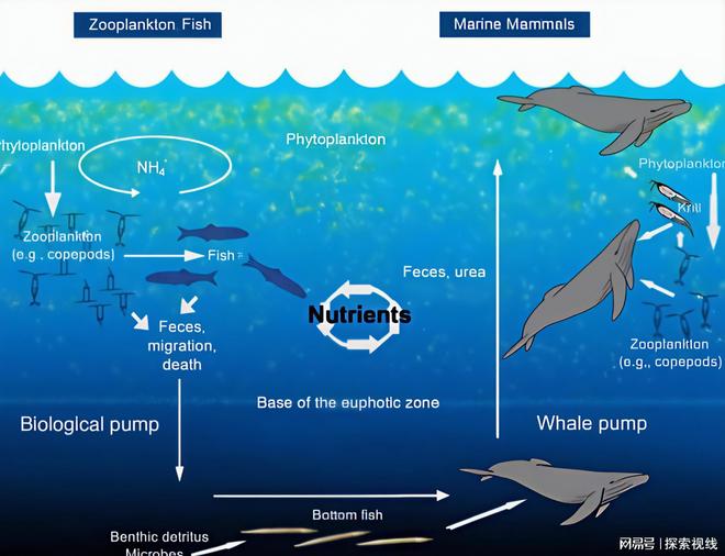 鲸鱼粪便:大海的“绿色”守护者为何人类要人造“鲸粪”?(图4)