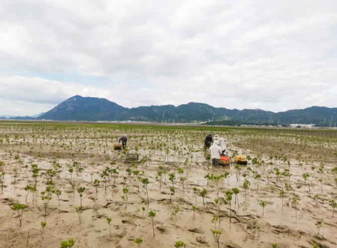 喜讯！海洋三所“霞浦红树林项目”正式登记 成为首个海洋领域全国温室气体自愿减排项目