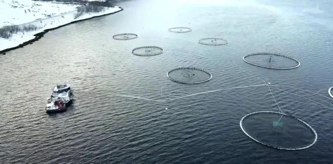 还记得那头能帮人捡手机的“间谍鲸”吗?它死了(图5)