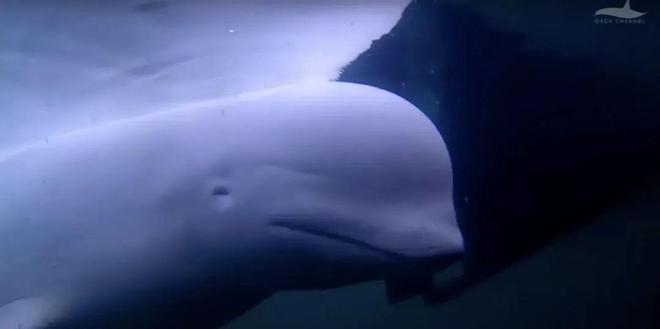 还记得那头能帮人捡手机的“间谍鲸”吗?它死了(图6)