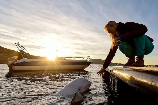 还记得那头能帮人捡手机的“间谍鲸”吗?它死了(图9)