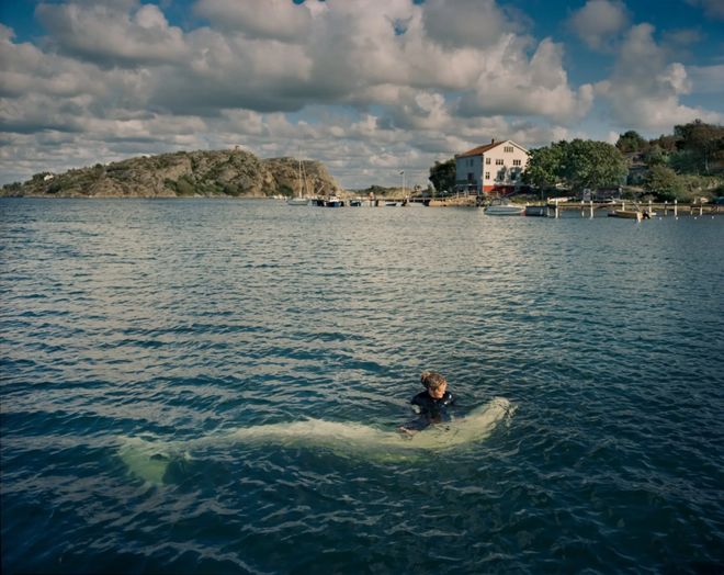 还记得那头能帮人捡手机的“间谍鲸”吗?它死了(图11)