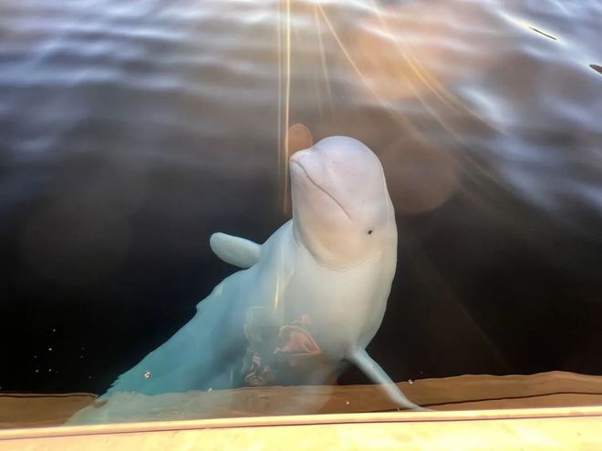 还记得那头能帮人捡手机的“间谍鲸”吗?它死了(图15)