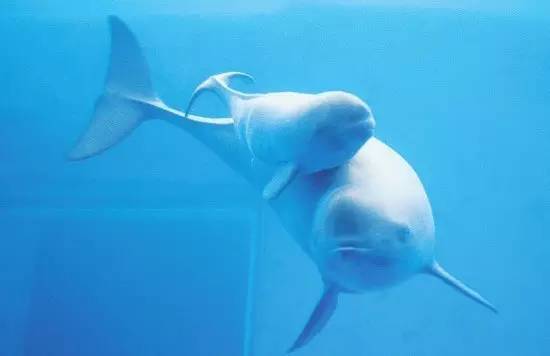 全球最稀有鲸类之一恐因特朗普力推墨西哥湾油气钻探计划灭绝
