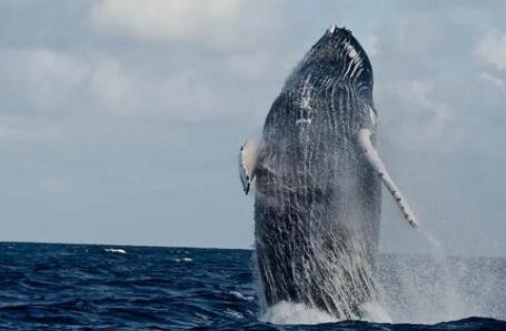 类人猿等陆地哺乳动物的视力经过微调具有鲜艳的色彩敏感度。