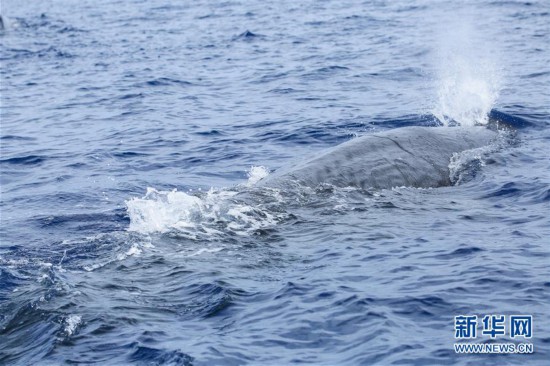 座头鲸在德国搁浅1个月 女学生：人为策划 为给博物馆提供骨架！
