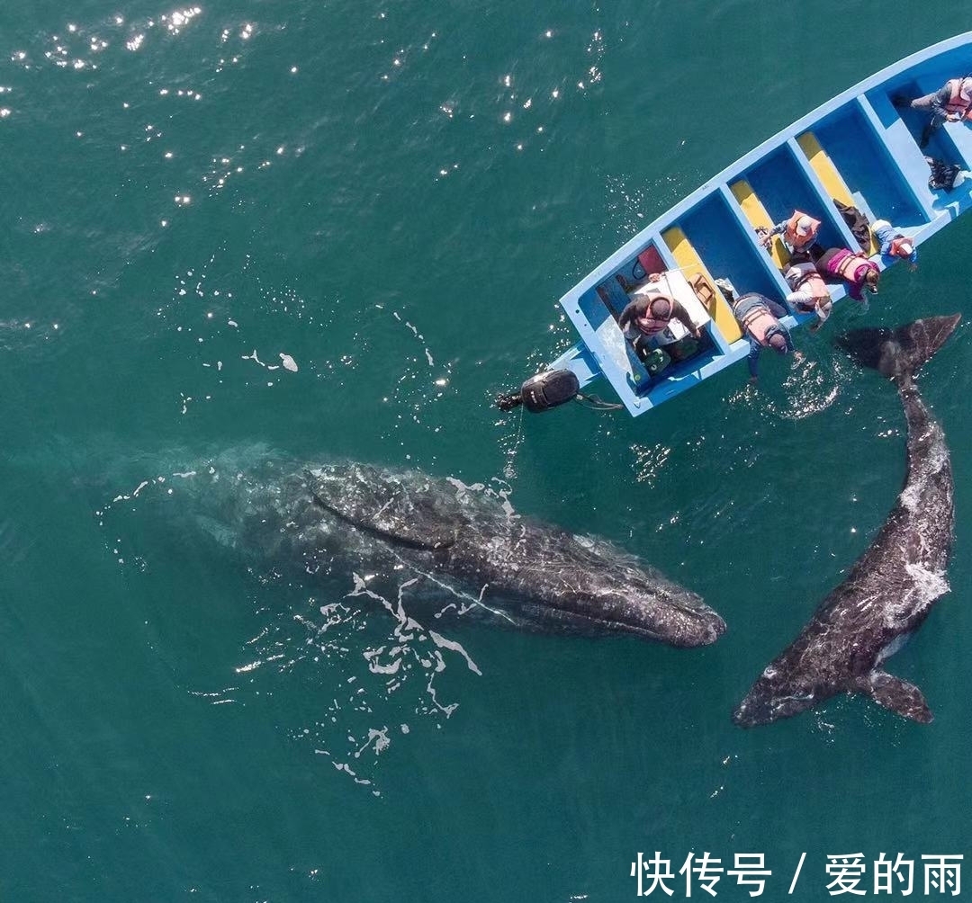 21对话|云鲸智能CEO张峻彬:寻找属于自己的“硬币”(图1) 21对话|云鲸智能CEO张峻彬:寻找属于自己的“硬币”
