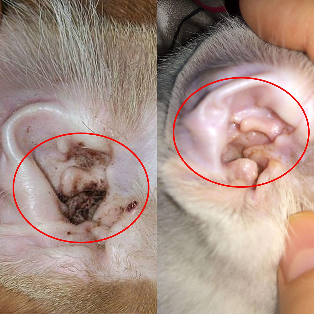 黑鲸新消费科技潮的个人主页(图1) 黑鲸新消费科技潮的个人主页