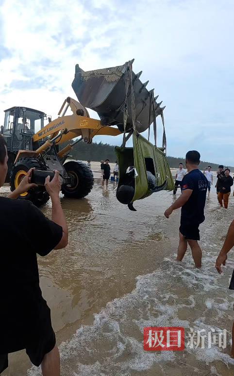海南万宁海域一鲸鱼搁浅众人接力救助亲历者:本来是去潜水却参与救了一头鲸(图1)