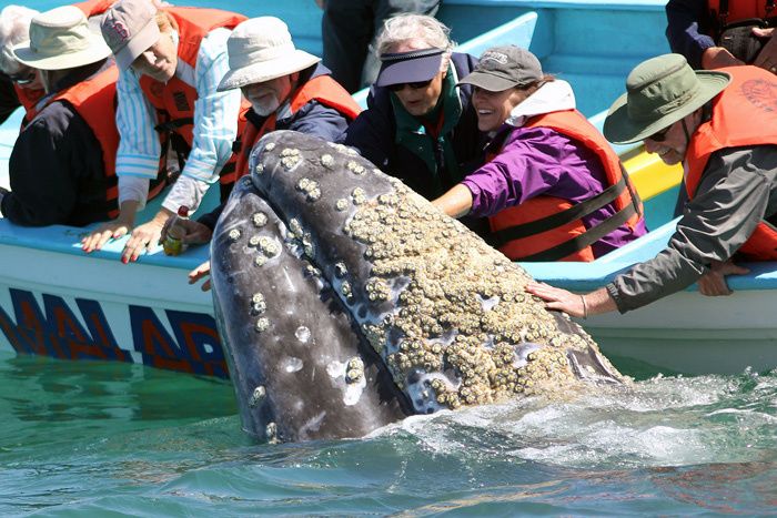 跟美国比起来日本搞的鲸鱼肉自动售货机简直是九牛一毛(图1) 跟美国比起来日本搞的鲸鱼肉自动售货机简直是九牛一毛