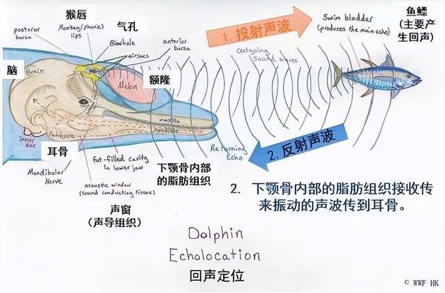 听小骨-今日头条(图1) 听小骨-今日头条