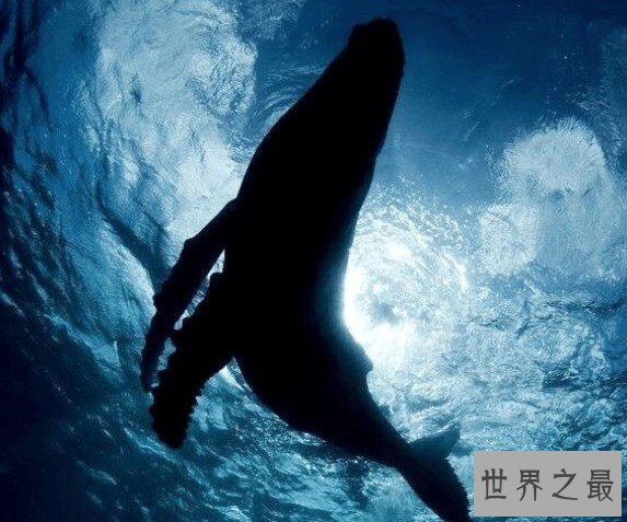 四预警齐发!双台风“白海豚”“鲸鱼”影响多个海域将有10级大风(图1) 四预警齐发!双台风“白海豚”“鲸鱼”影响多个海域将有10级大风