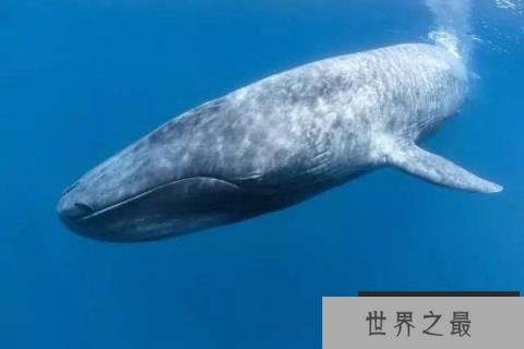 受台风“鲸鱼”影响菲律宾多地停工停课(图1) 受台风“鲸鱼”影响菲律宾多地停工停课