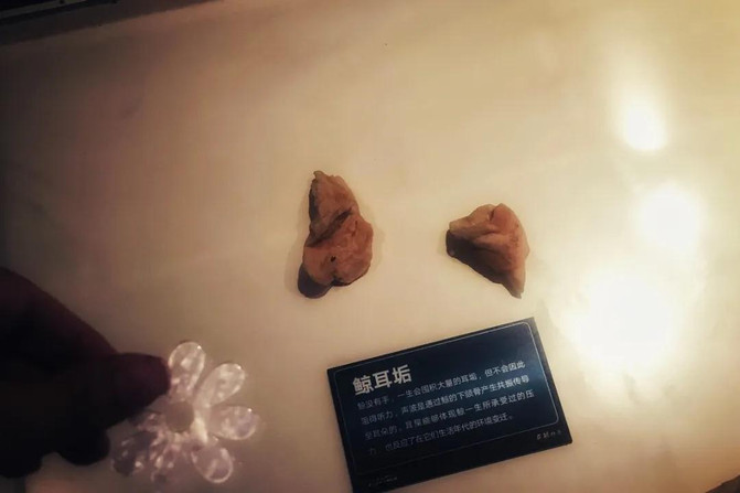 美科学家:鲸鱼耳屎藏着爱情生活及人为污染秘密(图1) 美科学家:鲸鱼耳屎藏着爱情生活及人为污染秘密